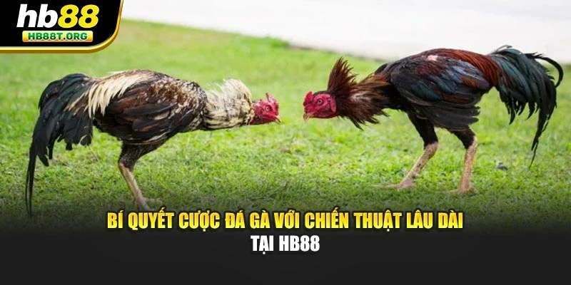 Bí Quyết Cược Đá Gà Với Chiến Thuật Lâu Dài Tại HB88