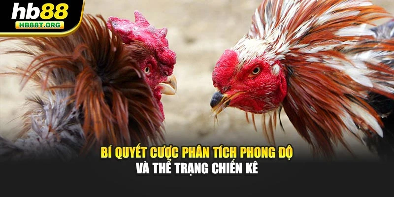 Bí quyết cược phân tích phong độ và thể trạng chiến kê