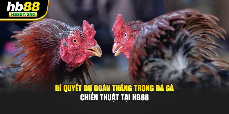 Bí Quyết Dự Đoán Thắng Trong Đá Gà – Chiến Thuật Tại HB88