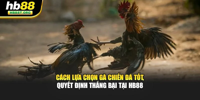 Cách Lựa Chọn Gà Chiến Đá Tốt, Quyết Định Thắng Bại Tại Hb88