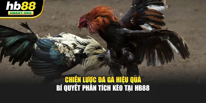 Chiến Lược Đá Gà Hiệu Quả – Bí Quyết Phân Tích Kèo Tại HB88