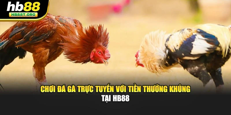 Chơi Đá Gà Trực Tuyến Với Tiền Thưởng Khủng Tại HB88