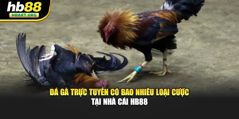 Đá Gà Trực Tuyến Có Bao Nhiêu Loại Cược Tại Nhà Cái HB88