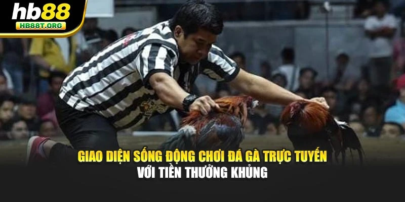 Giao diện sống động chơi đá gà trực tuyến với tiền thưởng khủng