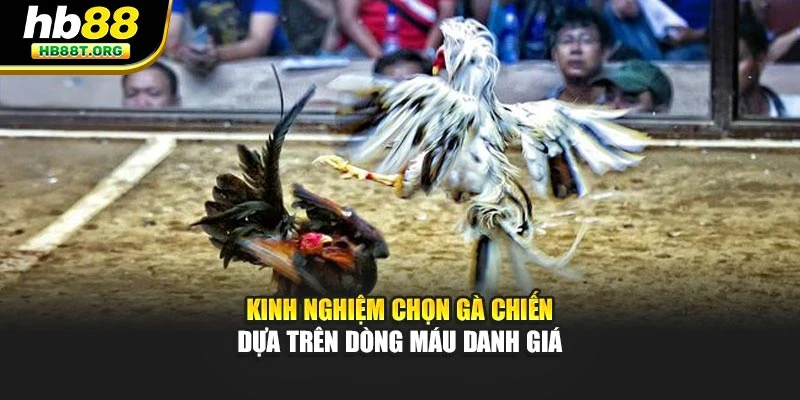 Kinh nghiệm chọn gà chiến dựa trên dòng máu danh giá