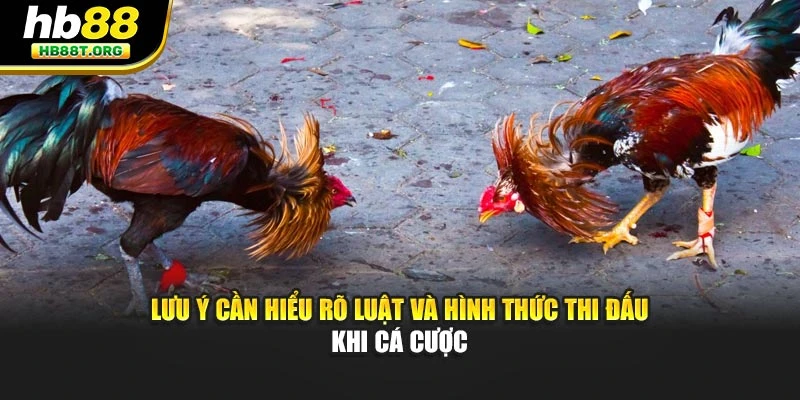 Lưu ý cần hiểu rõ luật và hình thức thi đấu khi cá cược