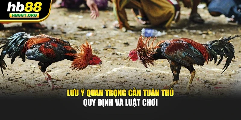 Lưu ý quan trọng cần tuân thủ quy định và luật chơi