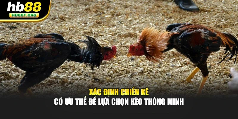 Xác định chiến kê có ưu thế để lựa chọn kèo thông minh